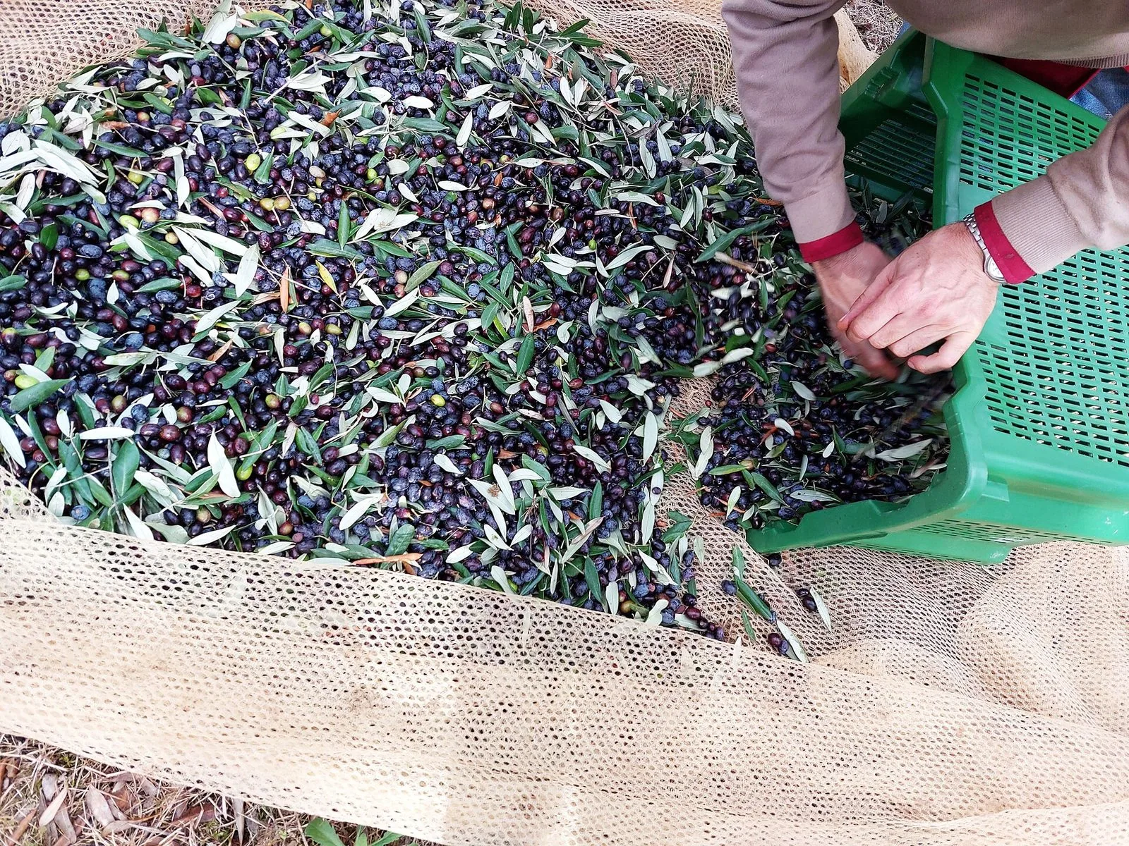 Olive nere e violacee appena raccolte, mescolate a foglie d'ulivo, su una rete stesa a terra, mentre due mani le versano in una cassetta di plastica verde