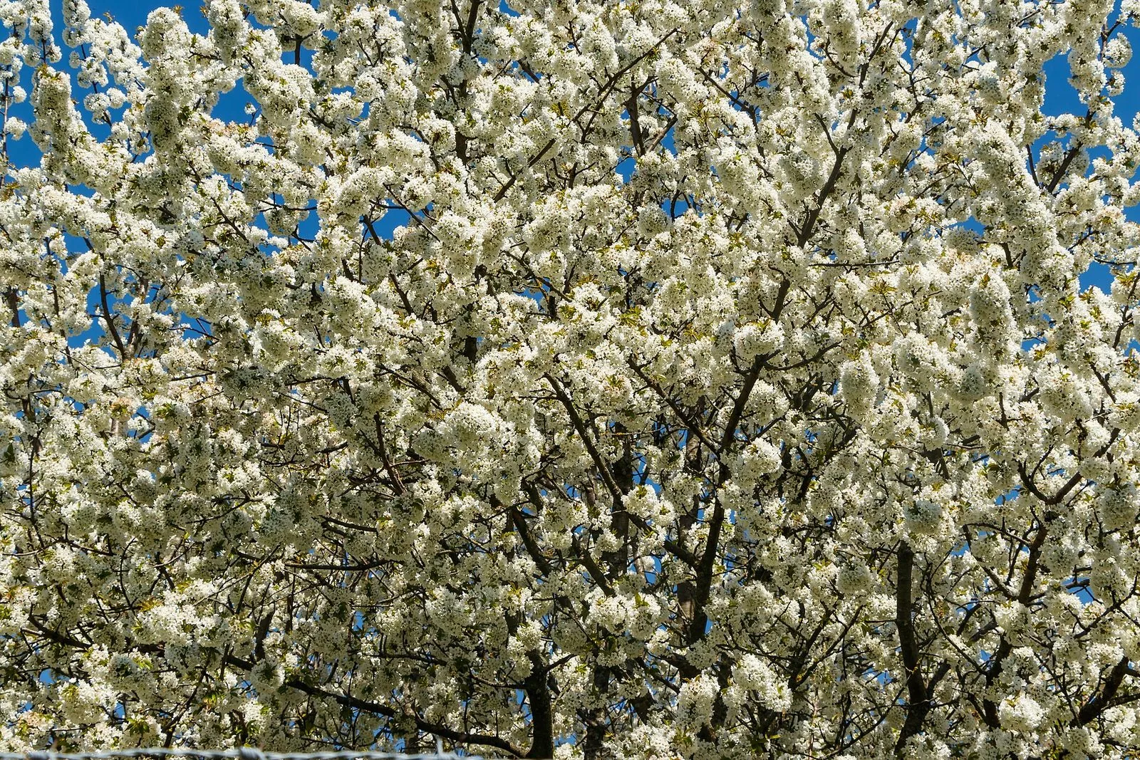 La chioma di un ciliegio in piena fioritura, fitta di fiori bianchi che quasi nascondono i rami scuri, contro un cielo azzurro intenso